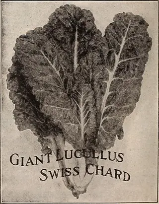 vintage botanical print of lucullus swiss chard with large dark green leaves and white veins, labeled 'giant lucullus swiss chard'