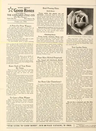 vintage 'good roses' pruning guide page detailing thin rose canes removal techniques for bush and climbing roses