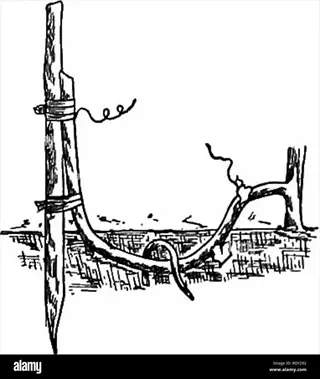 vintage illustration demonstrating gooseberry mound layering technique: flexible stem bent, secured, and partially buried to induce root growth. alamy watermark (rdv292)