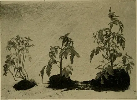 vintage illustration demonstrating tomato deep planting technique, showing three plants with varying stem burial: left (minimal), middle (partial), right (extensive)