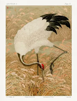 vintage illustration of a primrose heron in a grassy meadow with lamb's ear plants