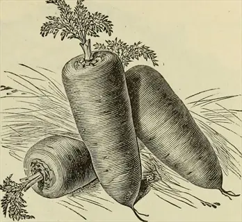 vintage illustration of danvers carrot variety featuring long tapered roots with feathery greens on straw-textured background