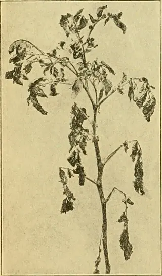 vintage illustration of dead potato vines with fully died-back plant tops, showing withered leaves and stems on aged paper background