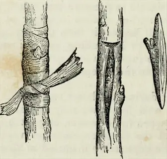 vintage illustration of t-budding technique on a fruit tree branch, showing wrapped graft and bud insertion - t-budding fruit tree