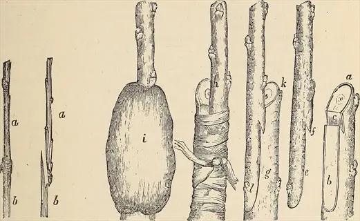 vintage illustration of whip and tongue graft techniques with labeled parts (a, b, c) - fruit tree grafting methods - whip tongue graft