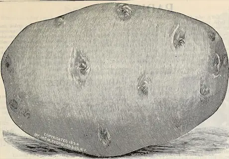 vintage potato illustration representing mature stage after potato seedlings calendar, with visible copyright text
