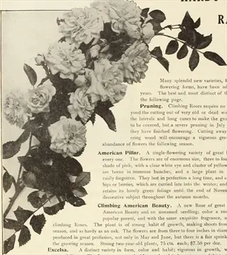 vintage rose pruning guide page showing climbing rose illustration and text about cutting out dead/diseased rose canes