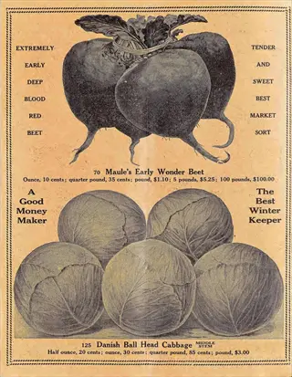vintage seed catalog page featuring maule's early wonder beet illustration with descriptive text, plus danish ball head cabbage section