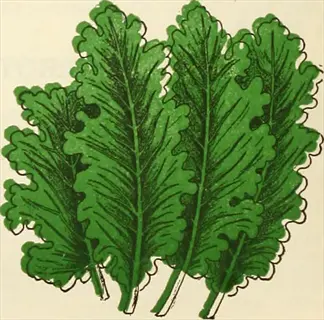 vintage-style illustration of lucullus chard plants featuring large, dark green leaves with wavy edges and prominent veins