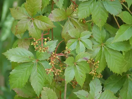 virginia creeper vine with five-lobed leaves and green flower clusters