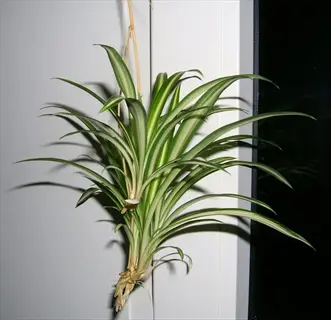 vittatum spider plant with green-and-white striped leaves against a light background near a window