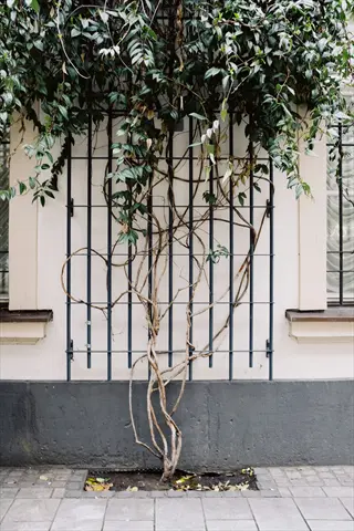 wall trellis climbing vine with green leaves and twisted branches on building facade featuring grid-covered windows
