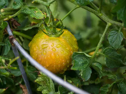 water droplets on a ripening yellow-orange tomato from a whopper tomato plant, surrounded by lush green foliage