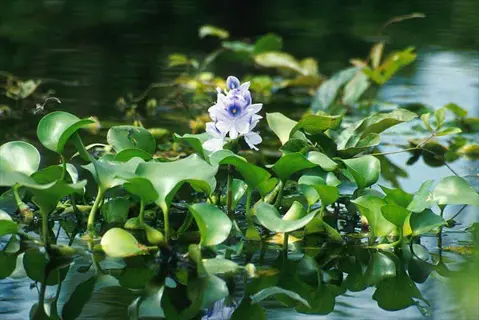 water hyacinth floating on calm water surface: broad green leaves and purple flowering spikes under natural sunlight