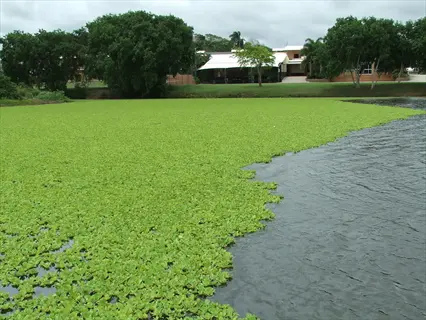 water lettuce floating densely on a pond surface, forming a green mat beside open water, with trees and buildings under overcast sky