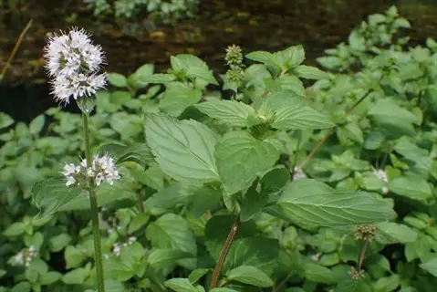 water mint plant (mentha aquatica) with white flower clusters and lush green leaves growing near water