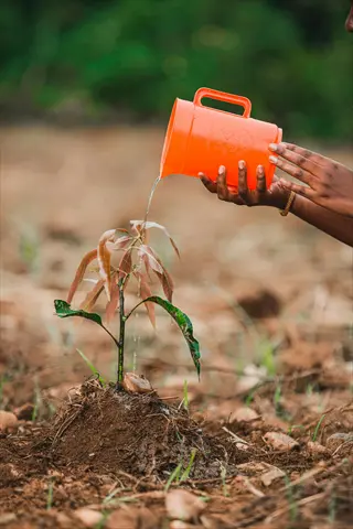 watering a newly planted tree with an orange jug
