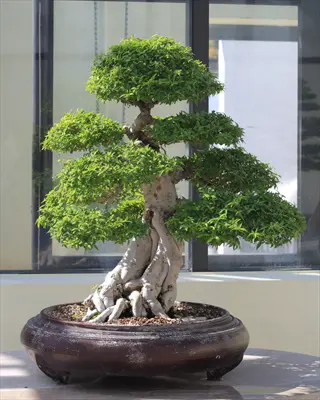 watering bonsai tree: mature specimen with thick textured trunk, tiered green foliage in round brown pot on stone table near sunlit window