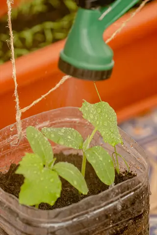 watering young vegetable plants in a container with a green spray nozzle, demonstrating deep and consistent watering