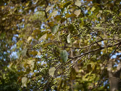 wavy leaf ficus plant with green berries on branches, surrounded by trees under sunny sky