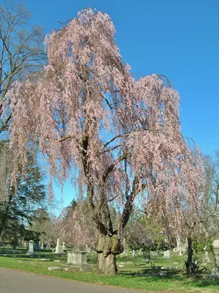 weeping cherry tree in full bloom with cascading pink branches under clear blue sky