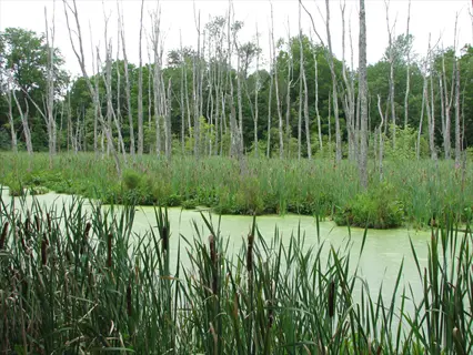 wetland scene featuring cattails, green algae-covered water, and surrounding trees under a cloudy sky
