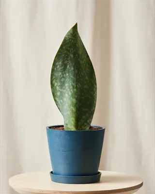 whale fin sansevieria (sansevieria zeylanica) in blue pot on small round table against light beige background. single broad green leaf with mottled pattern