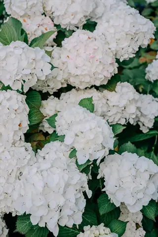 white hydrangea blushing with delicate pink accents among lush green leaves