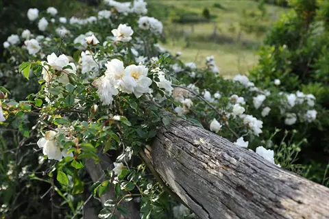 white 'madame alfred carrière' roses climbing on a weathered wooden fence in a sunlit garden
