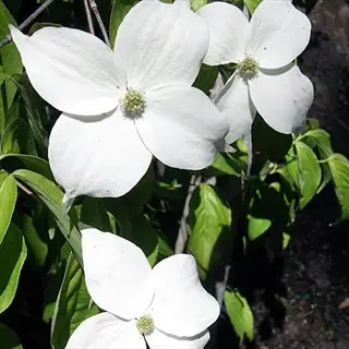 white moonbeam kousa dogwood blossoms with green foliage background
