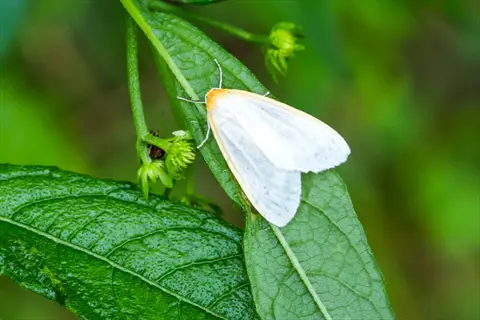 white moth on milkweed plant illustrating toxic latex defense mechanism against herbivores, green foliage background