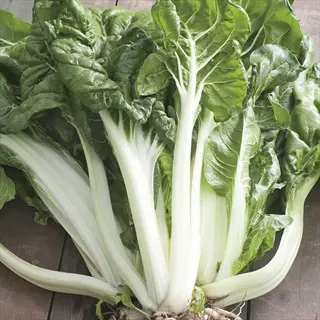 white silver chard (fordhook giant variety) with dark green leaves and thick white stems on a wooden surface