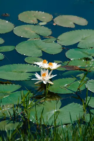 white water lilies with yellow centers blooming among green lily pads on dark pond water, surrounded by grassy banks