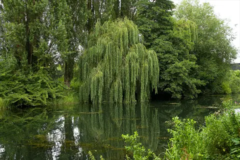 willow trees with drooping branches growing near calm water, surrounded by lush green vegetation and reflecting in the still surface