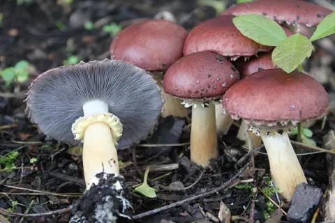 wine cap mushroom with a reddish-brown cap on wood chips