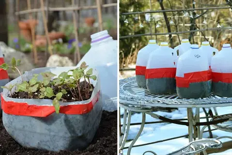 winter sowing milk jugs repurposed as seed starters outdoors - one with seedlings, others in snow. part of winter sowing outdoors method