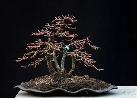 wiring bonsai branch: multi-trunk deciduous specimen with meticulously wrapped branches in dark backdrop, showcasing wiring techniques with small tag