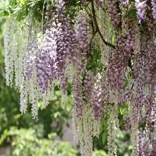 wisteria tree blooming with cascading clusters of purple and white flowers in sunlight