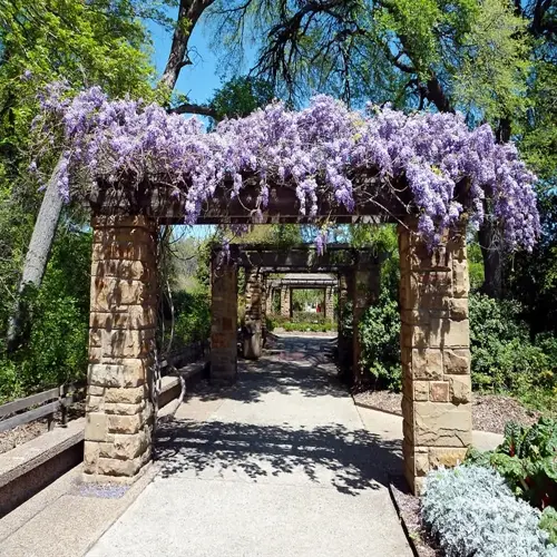 wisteria vine blooming pergola with stone pillars framing a garden walkway under clear blue sky