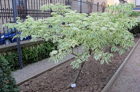 wolf eyes dogwood tree with variegated green-white leaves and clusters of small white flowers in a garden bed