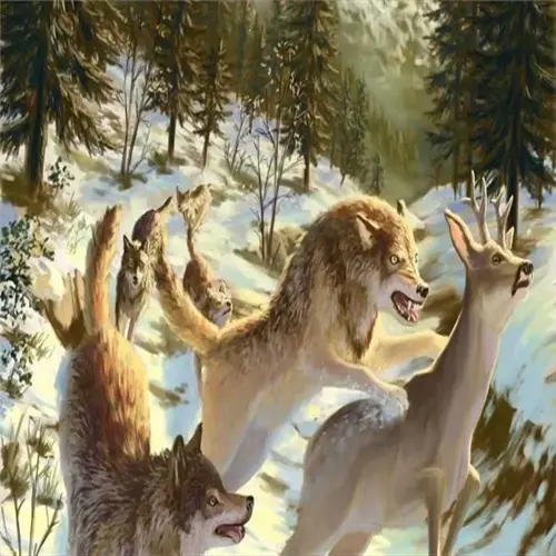 wolf pack hunting a deer in snowy forest: intense wolf hunting deer forest scene