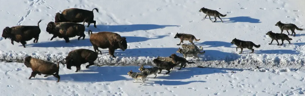 wolf pack hunting: gray wolves cooperatively pursue bison across a snowy landscape with deep footprints