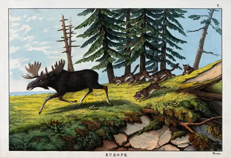 wolves hunting a moose in a european forest (vintage illustration with text labels). wolf hunting moose forest