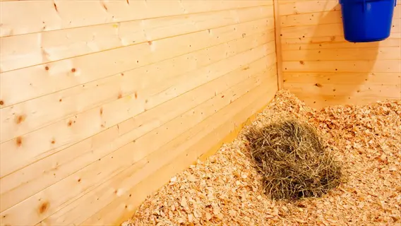 wood chip animal bedding in a wooden stable with hay bale and hanging blue bucket