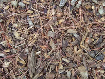 wood chip garden mulch with scattered pine needles, close-up view