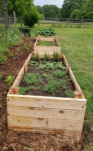 wooden raised garden beds filled with soil and young plants in a sunny backyard with green grass and trees