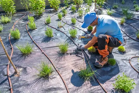 worker installing drip irrigation for variety garden plants watering