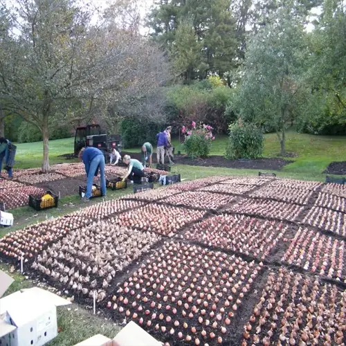 workers planting organized rows of tulip bulbs in a sunlit garden with trees and grass