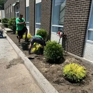 workers planting shrubs in organic garden mulch bed beside brick building with windows on sunny day