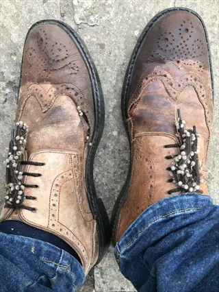 worn brown brogue shoes with seeds stuck to laces and uppers, demonstrating human dispersal (anthrochory), on concrete with blue jeans